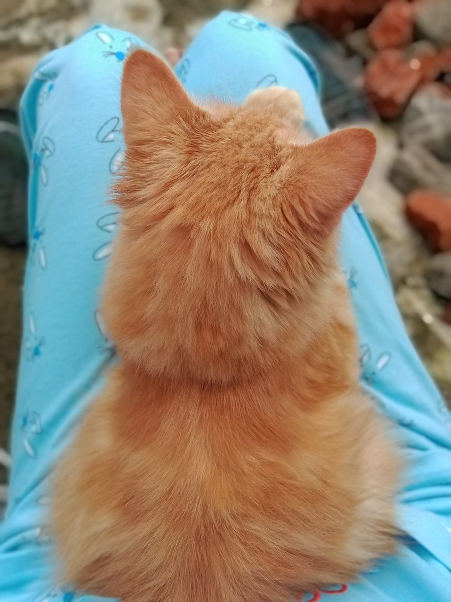 petsfess's tweet photo. 🐈 Tebak hewan! sengaja foto dari belakang biar susah nebak nya🤭 https://t.co/vEBYm4IHYZ