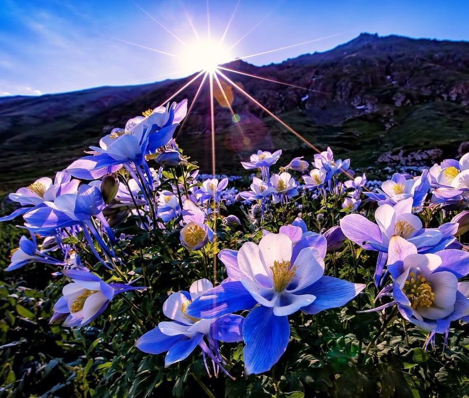 ✨Find the love you seek, by first finding the love within yourself.
Learn to rest in that place within you that is your true home.✨
~Sri Ravi Shankar