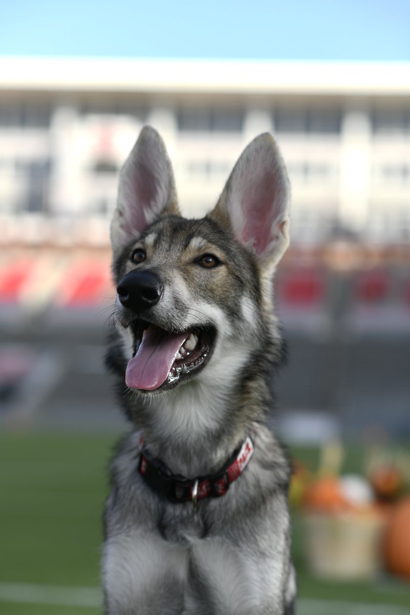 NCState's tweet photo. 365 days of Tuffy III. 🐺🥳 Retweet to wish the goodest boy a happy 1st birthday. https://t.co/FHje3312WB