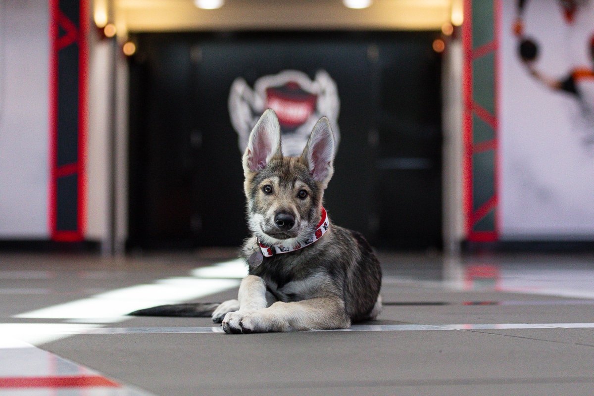 NCState's tweet photo. 365 days of Tuffy III. 🐺🥳 Retweet to wish the goodest boy a happy 1st birthday. https://t.co/FHje3312WB