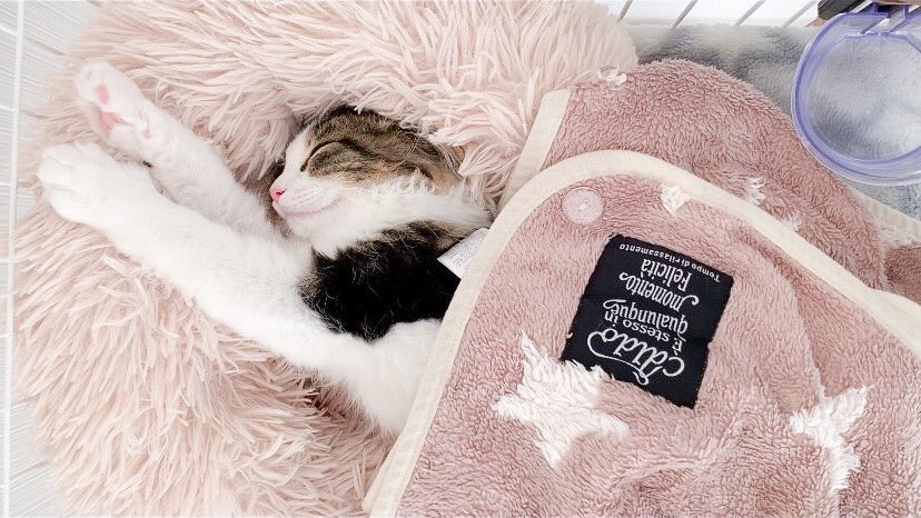 reku1025's tweet photo. 寝顔で癒されました💕💕
全世界が平和でありますように(*∩ω∩)

#cat #ラガマフィン #猫好きさんと繋がりたい #猫のいる暮らし https://t.co/H2yz7C48R2