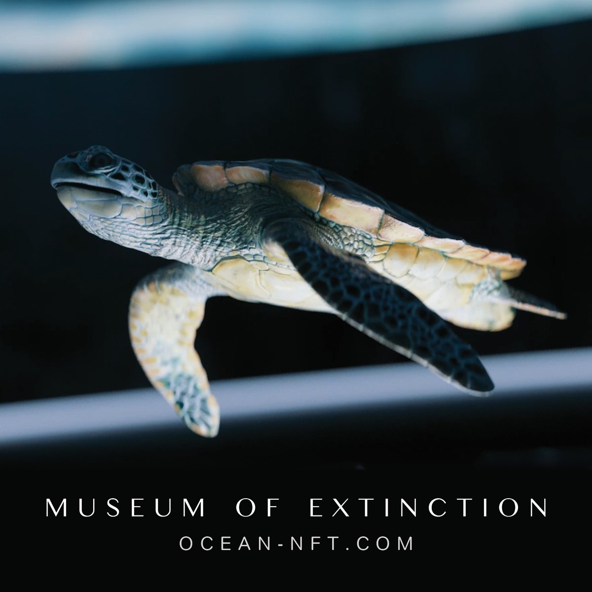 Plastic, bycatch, vessel strikes and human encroachment on nesting sites are just a few of the many threats that the endangered Green #SeaTurtle faces.

For every #NFT sold, you can expect a direct impact in the form of #plastic removal from our #oceans 🌊

#OceanNFTs