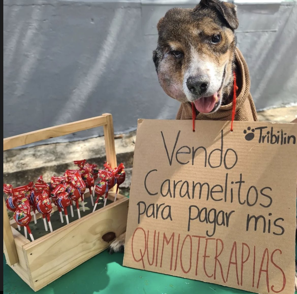 mascotamx's tweet photo. Un lomito en Panamá 😢 https://t.co/qBysp6rugs