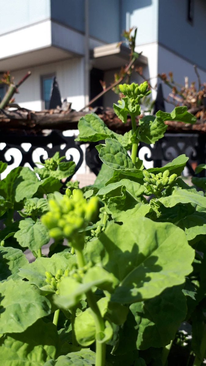 開花間近です。花も観たいが、おひたしも捨てがたい。1日だけ花を楽しんで、今晩のおかずにします。

花と実と　一度に瓜の　盛りかな
芭蕉

#芭蕉 #菜の花 #咲いても食べる
