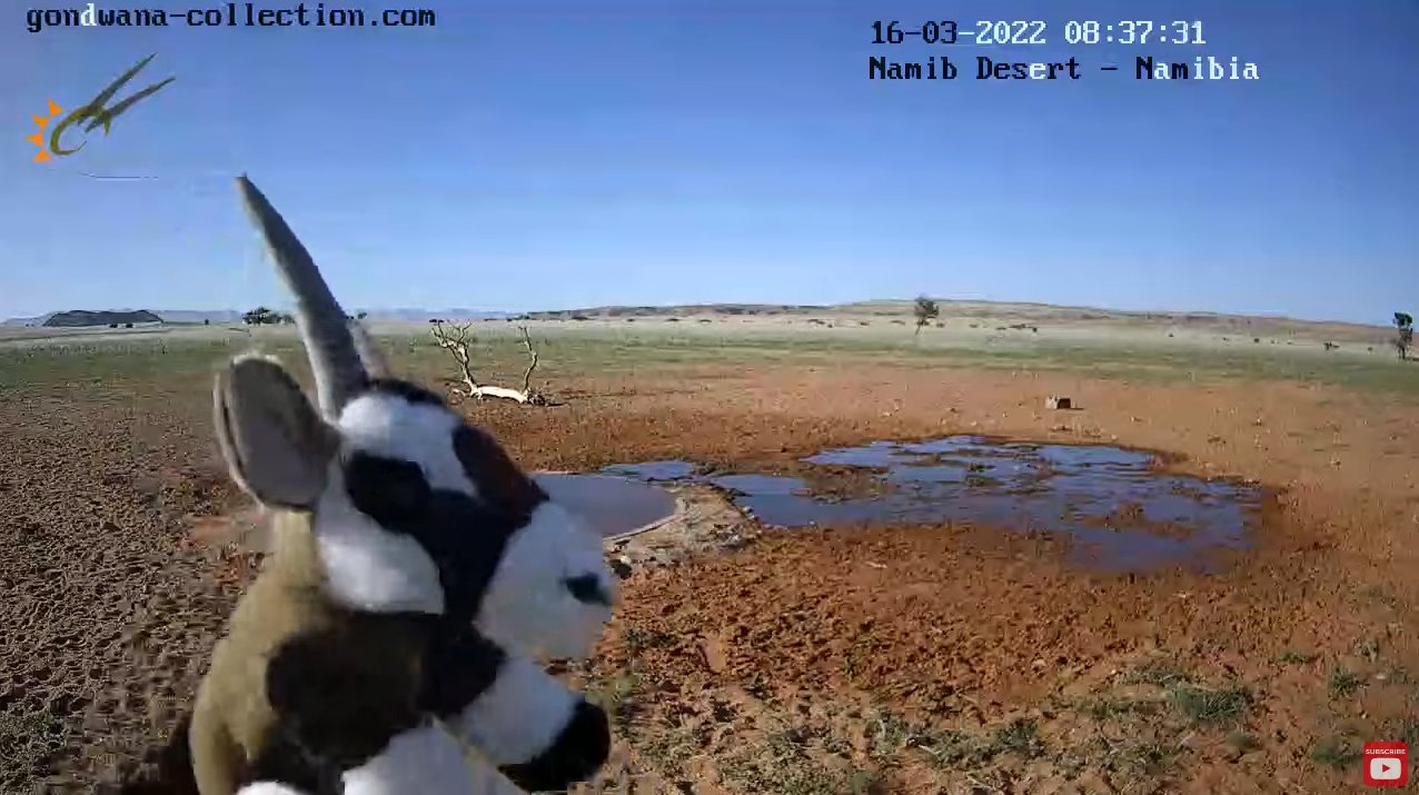 ライブカメラdb オリックスがぬいぐるみで登場 ナミブ砂漠ライブカメラ ナミビア共和国 T Co Tfbfwf1l05 ナミブ砂漠 オリックス ライブカメラ T Co Unvzm8y36h Twitter ライブカメラdb オリックスがぬいぐるみで登場 ナミブ砂漠ライブカメラ ナミビア共和国 T Co Tfbfwf1l05 ナミブ砂漠 オリックス ライブカメラ T Co Unvzm8y36h Twitter