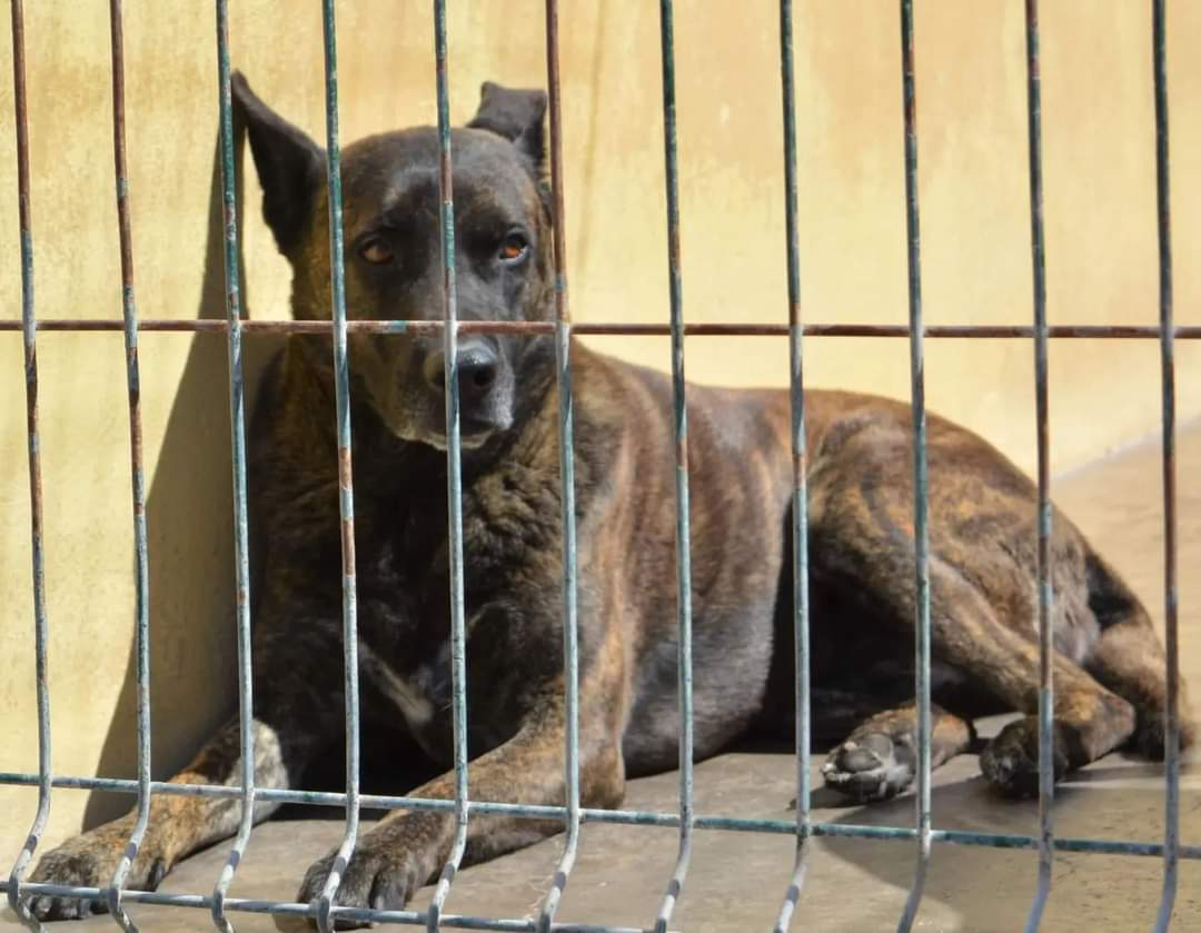 Estrellita  sigue en el Albergue Comarcal Valle Colino. ¿Nos ayudas a difundir? ¿Le encontramos un hogar?
#vallecolino #Voluntariado #adopta #adopta #adopta #adoptanocompres #mestiza #mestizolovers #lovedog #dog #perrosenadopción #tenerife #lalaguna