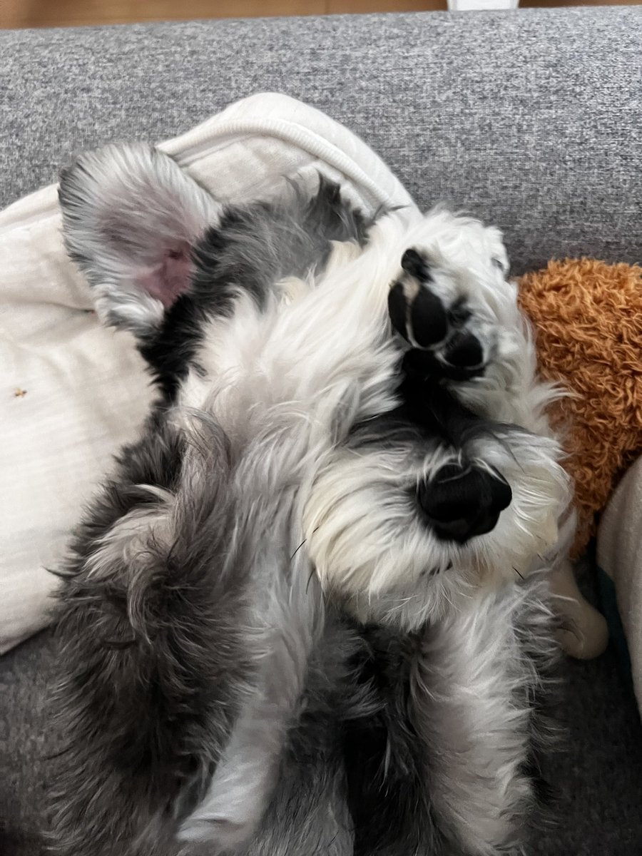 missymiimo's tweet photo. #covid isn’t as scary as the constant stress and anxiety of worrying about my pet might be taken away! #shanghai #chinacovid #lockdown https://t.co/ZQh4fS3IKc