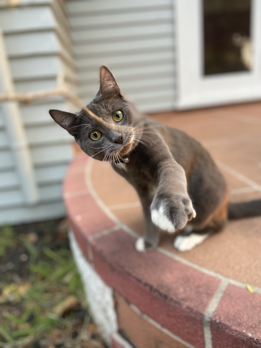 Did you know we also have two cat siblings ✨
Do you have any siblings ??
#CatsOfTwitter #DogsofTwittter