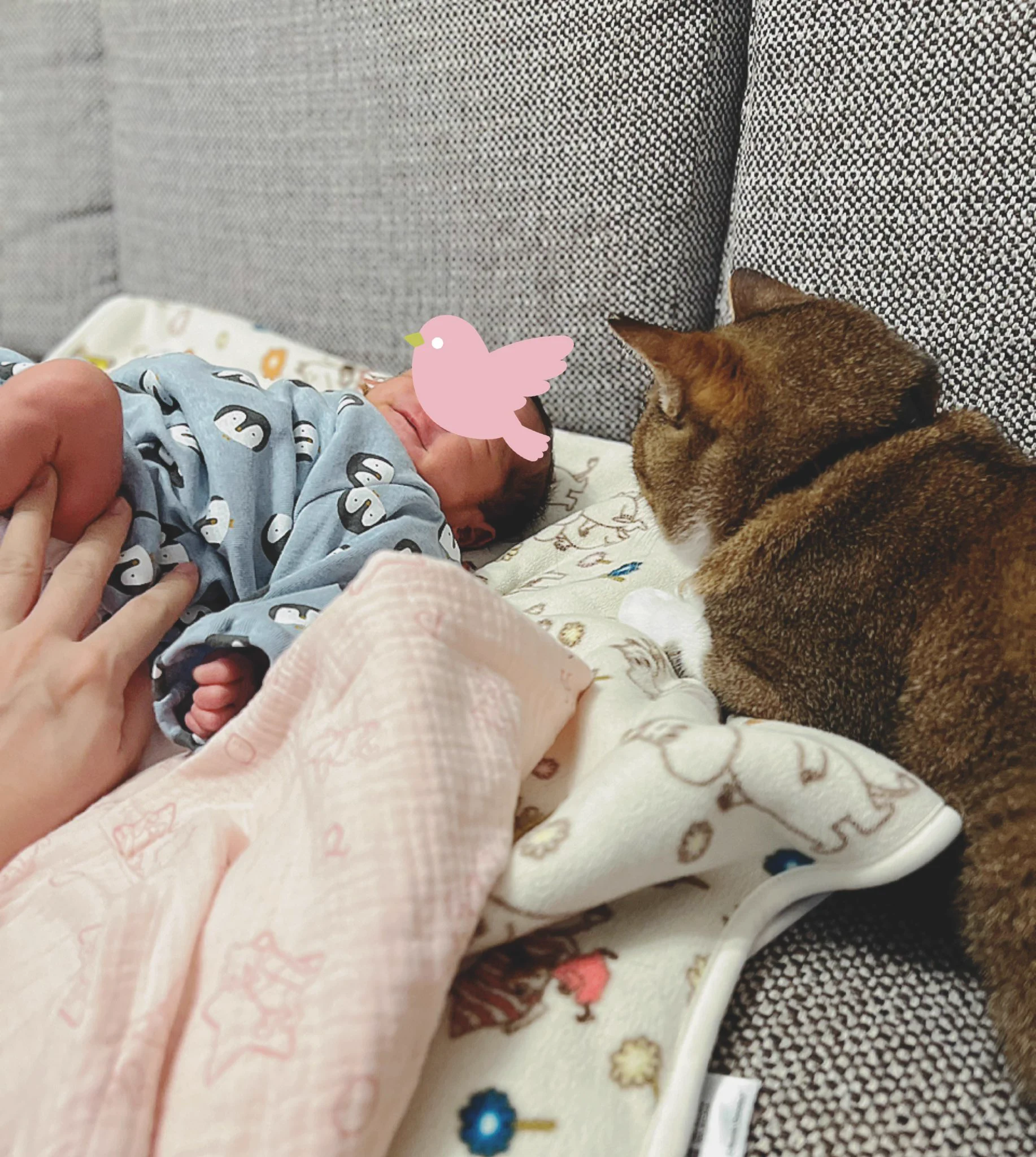 これで双子の赤ちゃんも安心！可愛すぎるベビーニャッター