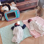 これで双子の赤ちゃんも安心!可愛すぎるベビーニャッター