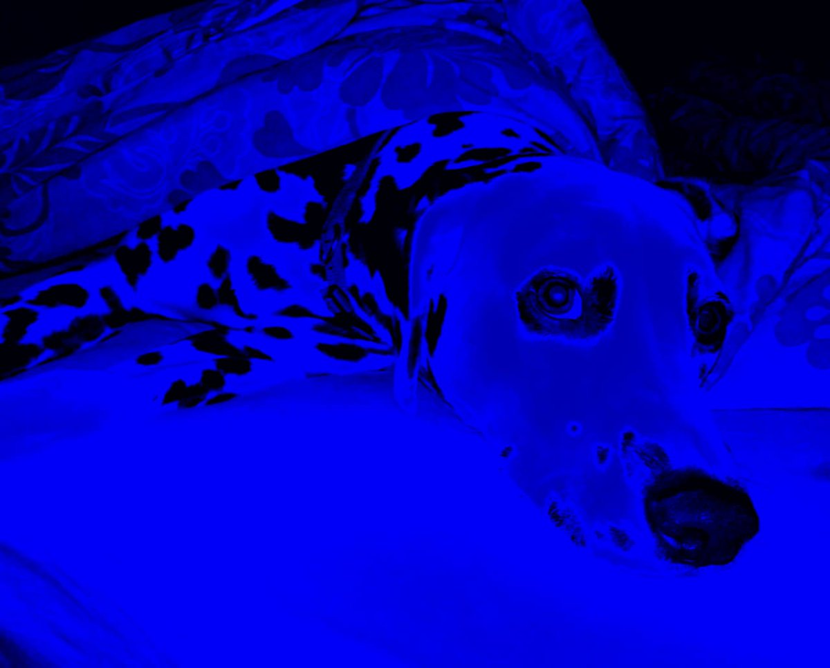 Gil_Fr's tweet photo. Some psychedelic colors - Zoe series 5,
in my NFT collection "I See Your True Colors":
https://t.co/6P90zjpTeP

#NFT #CRYPTOART #CRYPTOARTIST #DALMATIAN #NFTS #OPENSEA #OPENSEANFT #ISEEYOURTRUECOLORS #OPENSEANFT https://t.co/s6AhfZjtpP