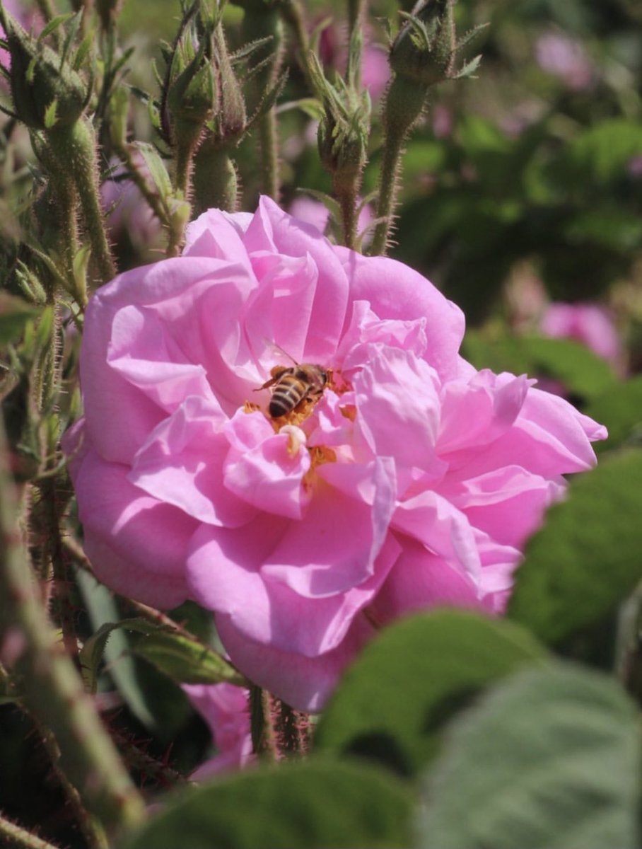 ..

ويأتيك جبرٌ من الله ينسيك متاعب أيامك..💖

..
#صباح_الخير