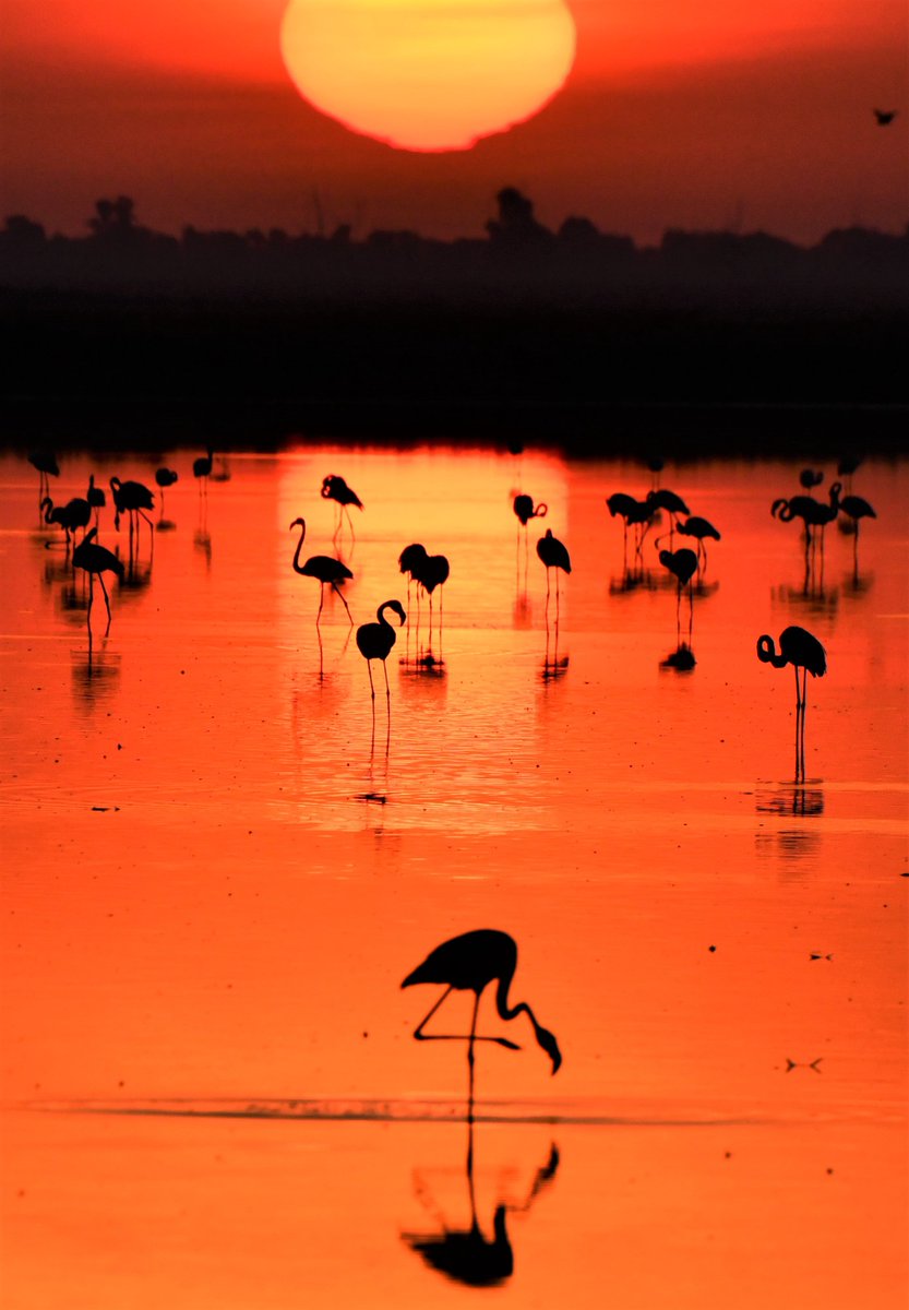 carlos romero Photography - Wildlife Photographer tweet media