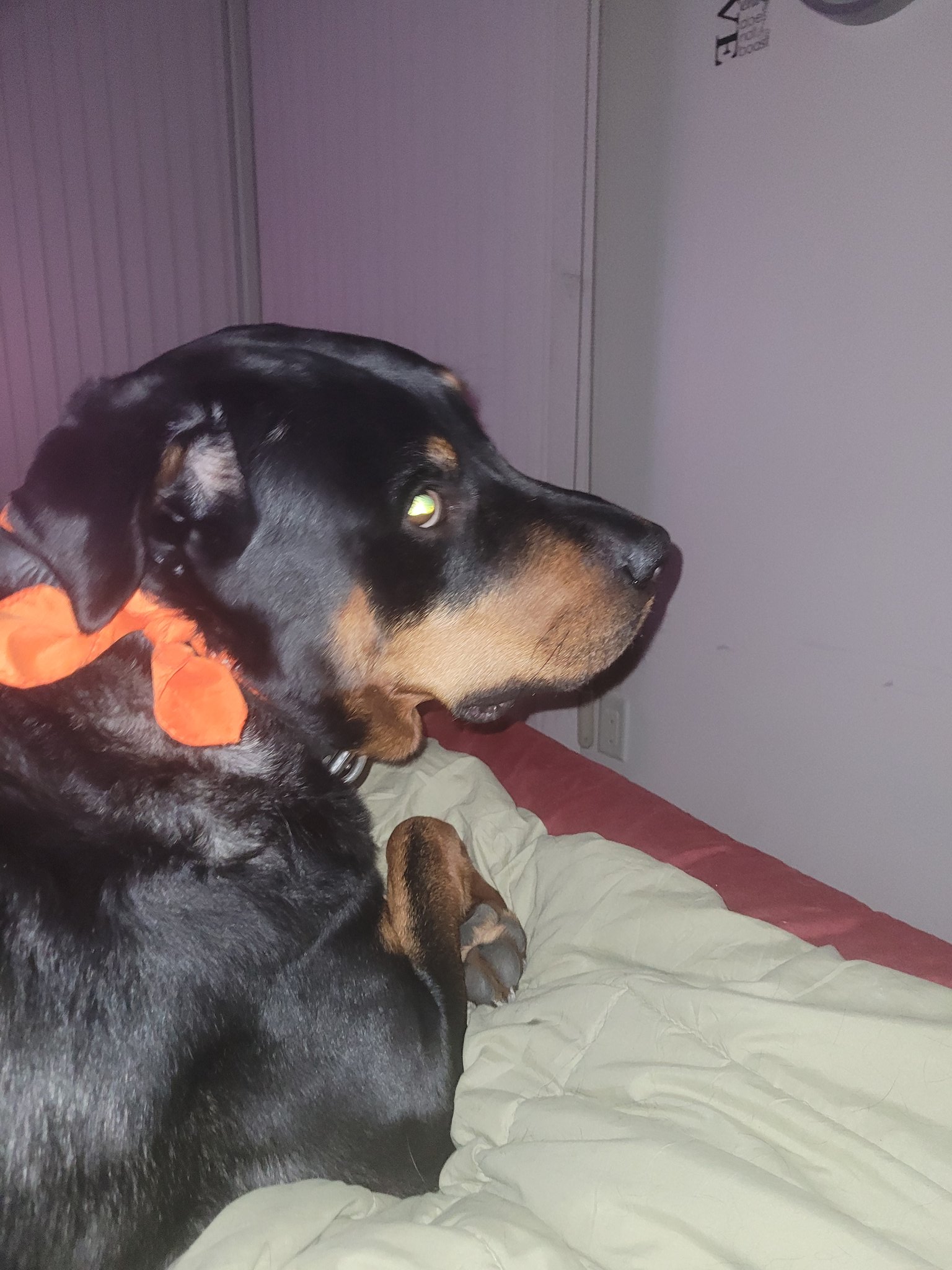 Kuno the Servicerottie🇨🇦🐕&zwj;🦺🦽 on Twitter: "It's snoozle time. Tomorrow