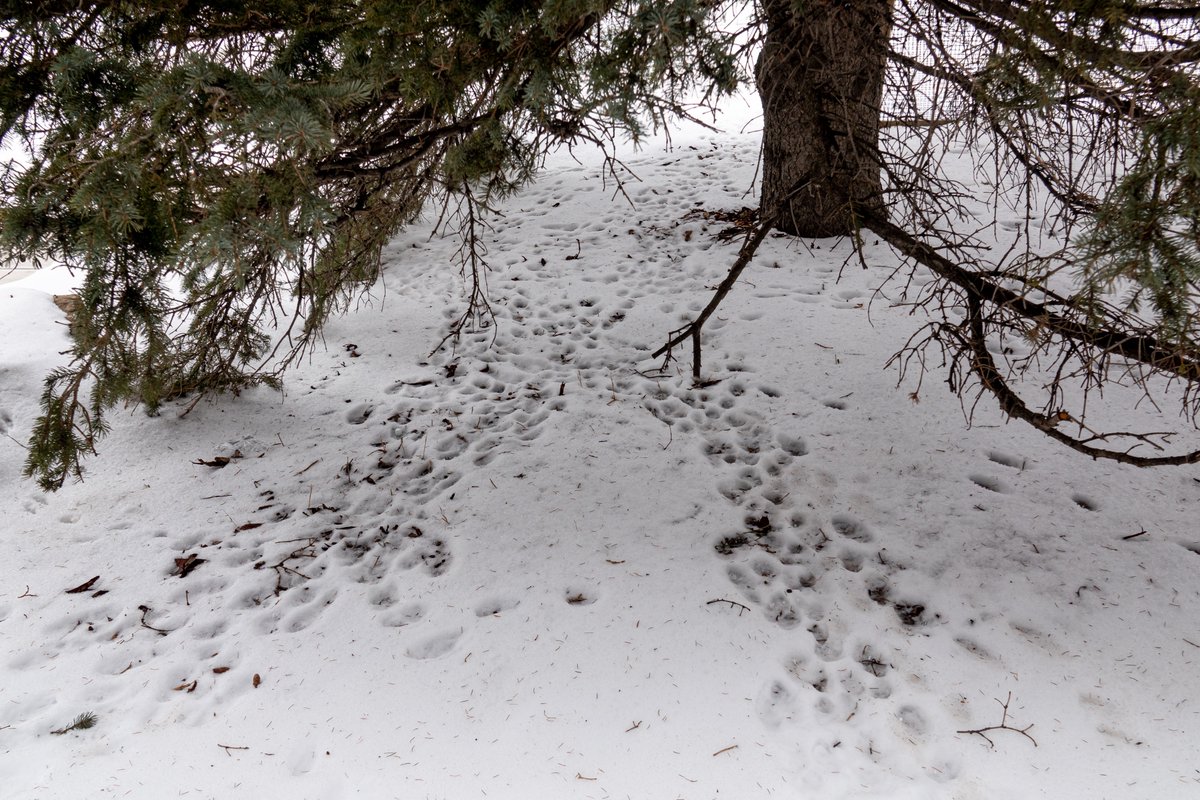 photo57's tweet photo. Found these under my tree. #tracksinthesnow #hares https://t.co/3UtzfyXmA3