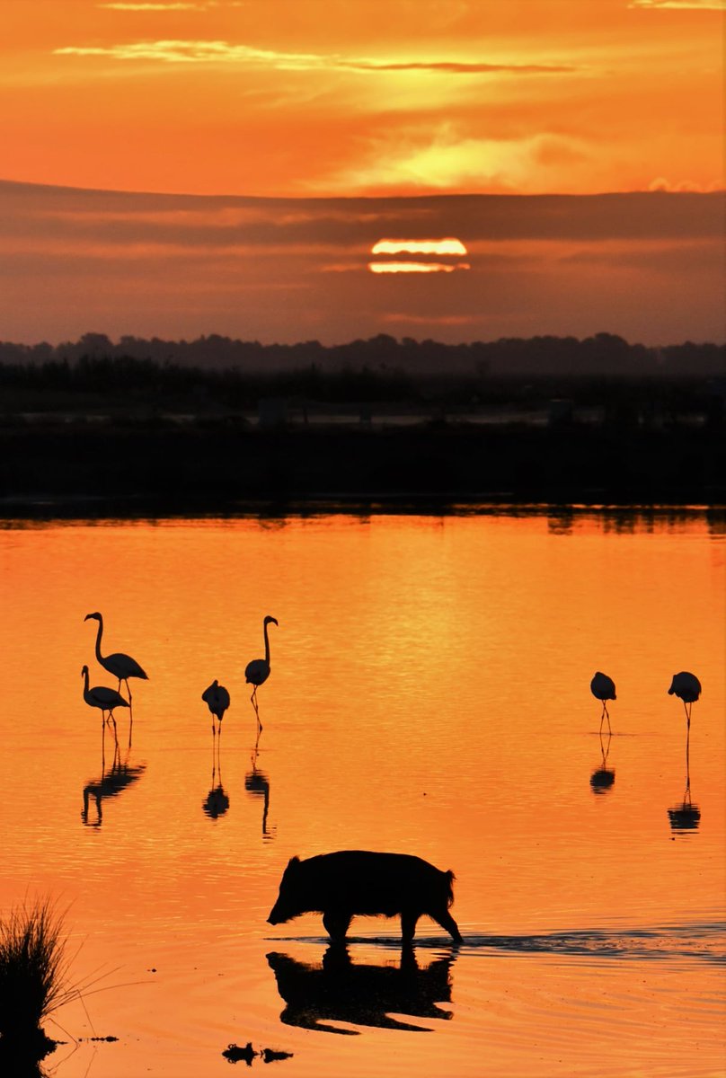 carlos romero Photography - Wildlife Photographer tweet media