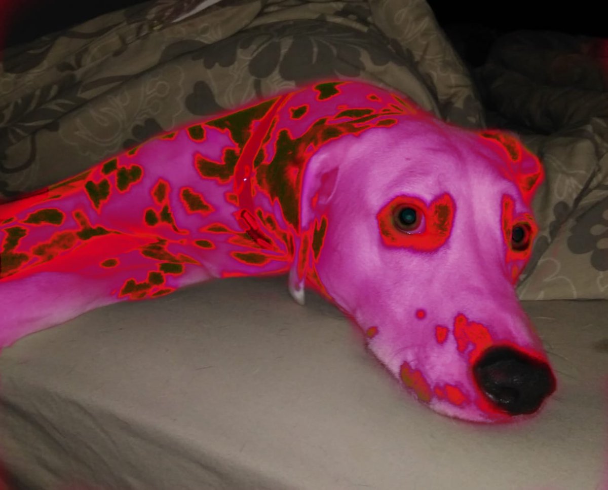 Gil_Fr's tweet photo. Some psychedelic colors - Zoe series 5,
in my NFT collection "I See Your True Colors":
https://t.co/6P90zjpTeP

#NFT #CRYPTOART #CRYPTOARTIST #DALMATIAN #NFTS #OPENSEA #OPENSEANFT #ISEEYOURTRUECOLORS #OPENSEANFT https://t.co/s6AhfZjtpP