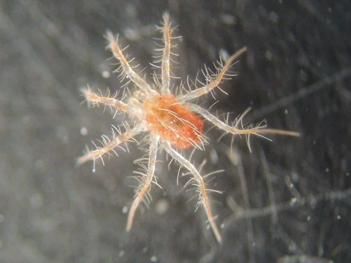 A colleague asked me what this is. I think it might be a prostigmate Anystidae (A. agilis?), but I‘m really not sure. Could somebody help ID? Thanks!