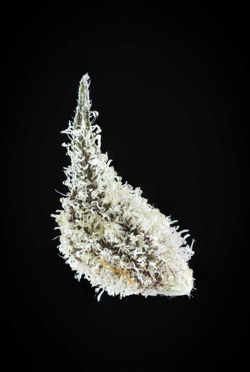 CannabisMacros.eth tweet media