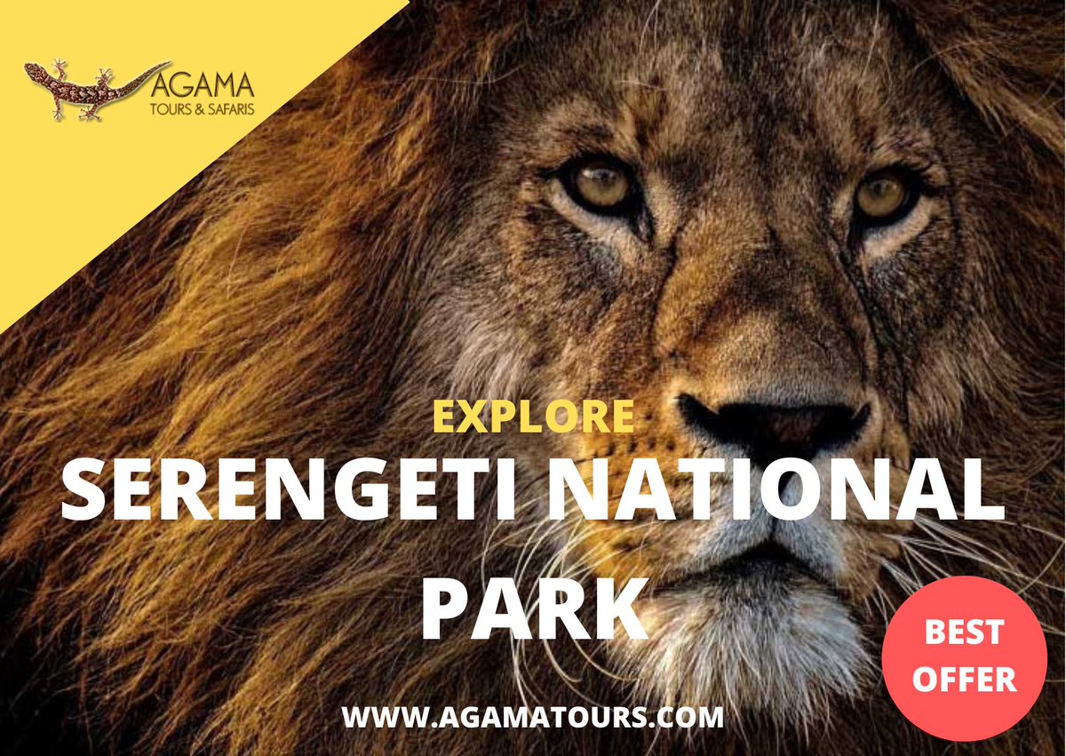 AgamaTours's tweet photo. The Serengeti is one of the most famous parks in Africa and is synonymous with wildlife and classic African scenery.
#serengeti #tanzania #safari #africa #wildlife #ngorongoro #zanzibar #travel #nature 
For More Details; https://t.co/cACDJS5LP3 https://t.co/zvzDGis024
