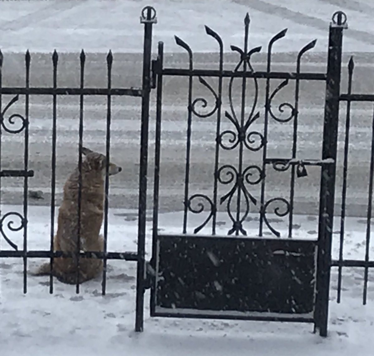 This is the entrance to the police station in #Lviv #Ukraine when we worked there. This street dog provided ‘security’ - it allowed officers to pass (if they stroked him) - visitors were barked at. And his wages were food and a place to stay. #ukraineanimals