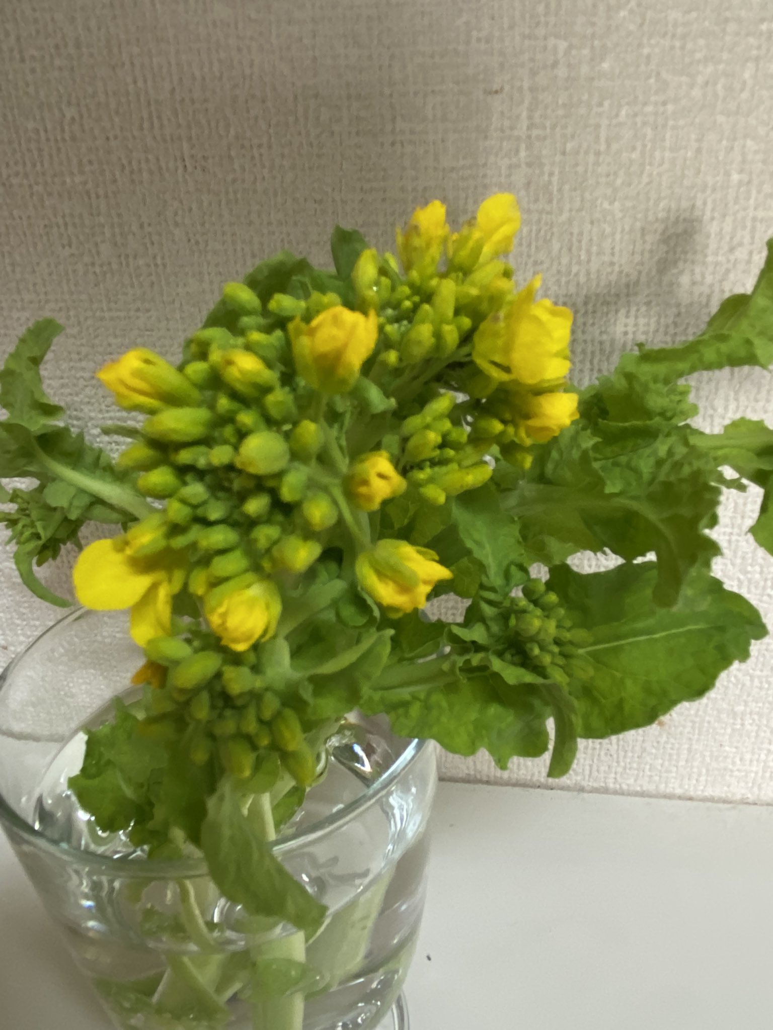 株式会社久慈食品 公式 こんにちは 今日も晴れて暖かな一日でした 企業公式が毎朝地元の天気を言い合う 遅くなりました 戸田市 スーパーで買った菜の花の存在を忘れていて 野菜室から出した時にはかわいい花が咲いていました 食べられそうな所は