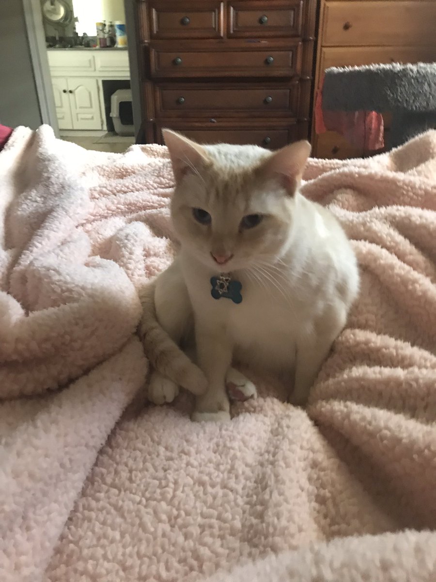 latkitten's tweet photo. Woaw you are transgener? That is so coole https://t.co/R2a5nUzmEt