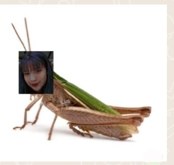 Aliss_gisss's tweet photo. Holissss Soy la chapulinaaaaa tengo 16 años:3 sigo a bryan desde los 8 Soy de la selvaaa (chiapas)  mi juego fav es roblots jsjsjs y soy buen pedo 0 mamona JAJAJAJA manden Dm cual quier cosa lxs quiero mucho
BRYNTEGRACION
BRYNTEGRACION
BRYNTEGRACION
BRYNTEGRACION https://t.co/Yy2hZGZYti