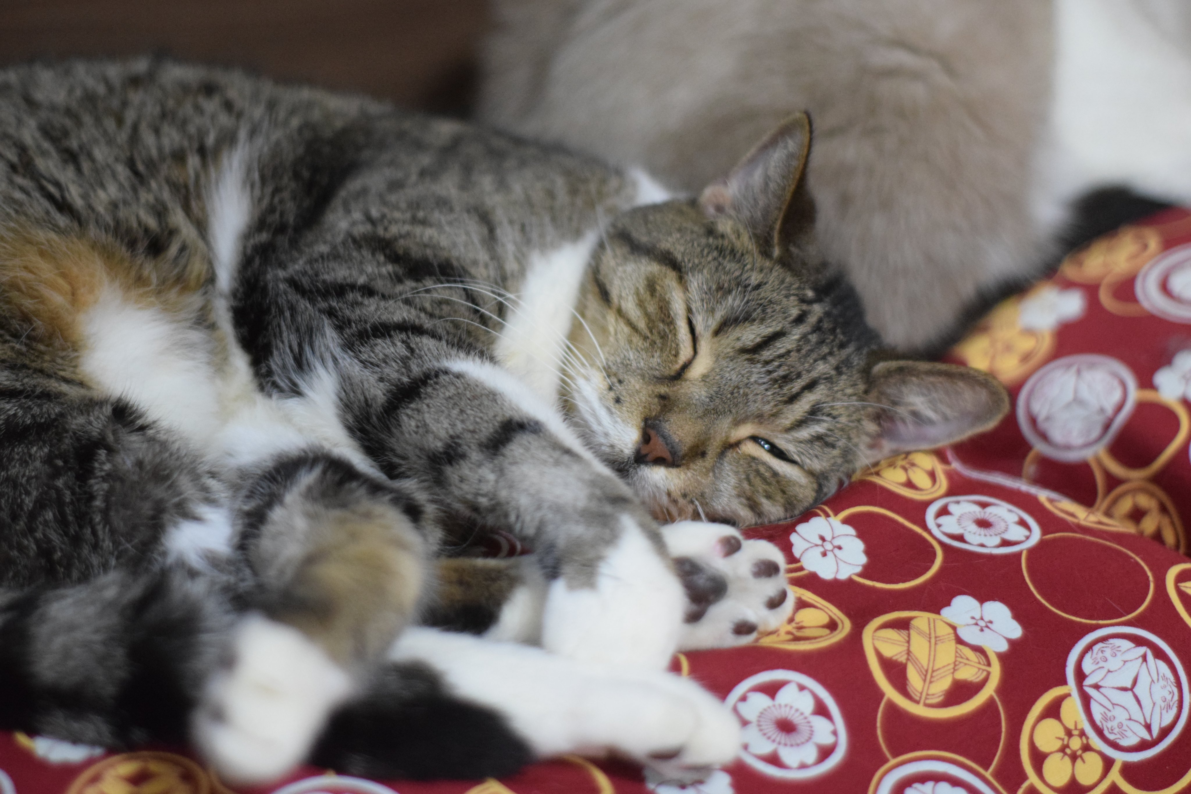 猫カフェ きゃりこ 新宿店 本日は 陸 あさり ラム はやて ボン太 ピピ かに やしろ ニノが出勤中です 陸は気持ち良さそうにお昼寝中 あさりは元気に散歩して 構ってがすごいです 猫カフェきゃりこ きゃりこ新宿 吉祥寺 T