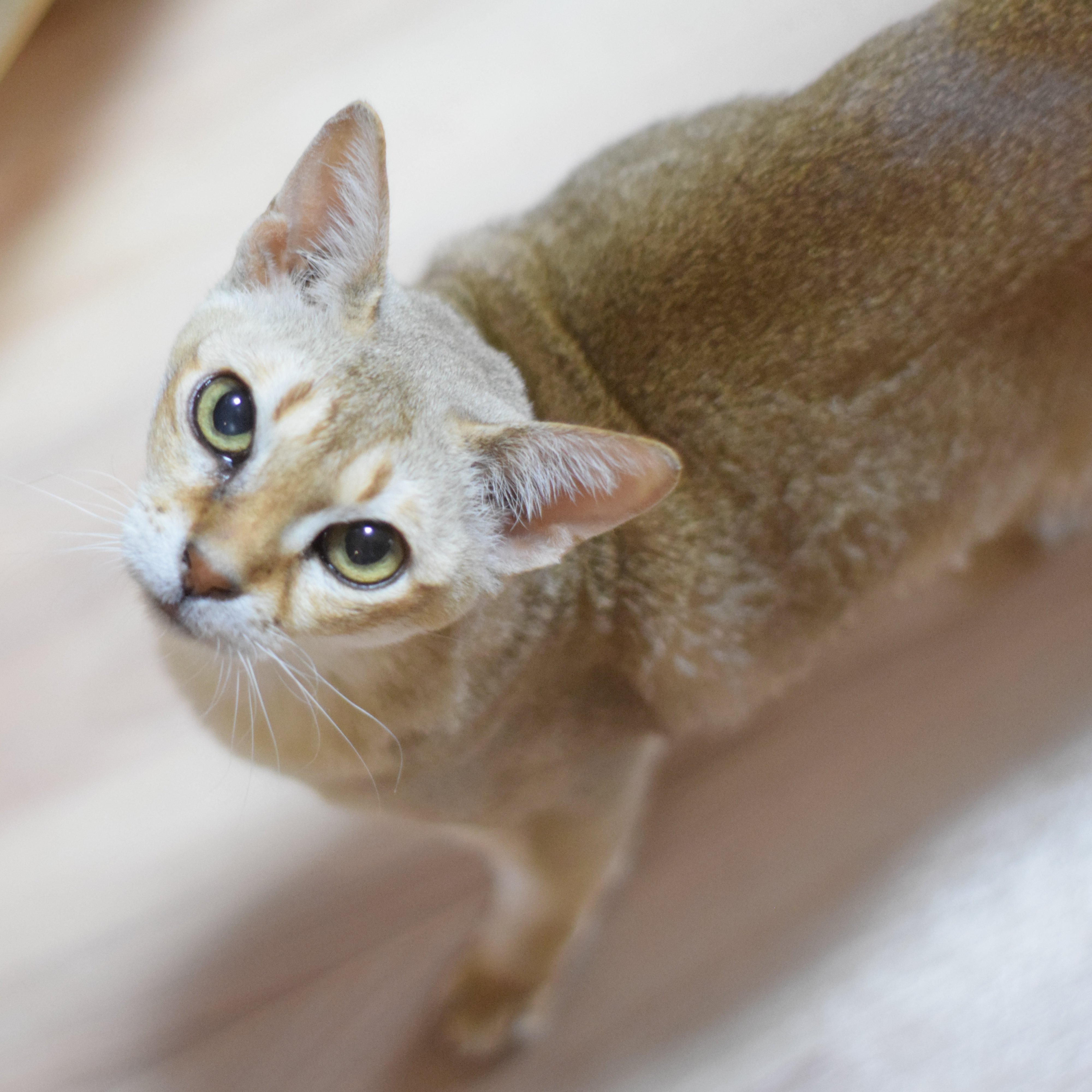 猫カフェ きゃりこ 新宿店 本日は 陸 あさり ラム はやて ボン太 ピピ かに やしろ ニノが出勤中です 陸は気持ち良さそうにお昼寝中 あさりは元気に散歩して 構ってがすごいです 猫カフェきゃりこ きゃりこ新宿 吉祥寺 T
