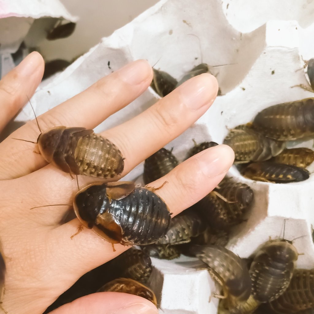 爬虫類ショップdear ディア おはようございます ここ数日で一気に暖かくなったので爬虫類達の活性も上がりそうですね ヨーロッパイエコオロギ各サイズ Ss S M デュビア各サイズ S Ml 揃えてお待ち致しております イエコ 餌虫 大阪