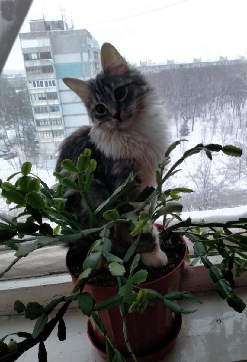 KotodomS's tweet photo. Мия. Привет из дома. https://t.co/pzPwR2bW68