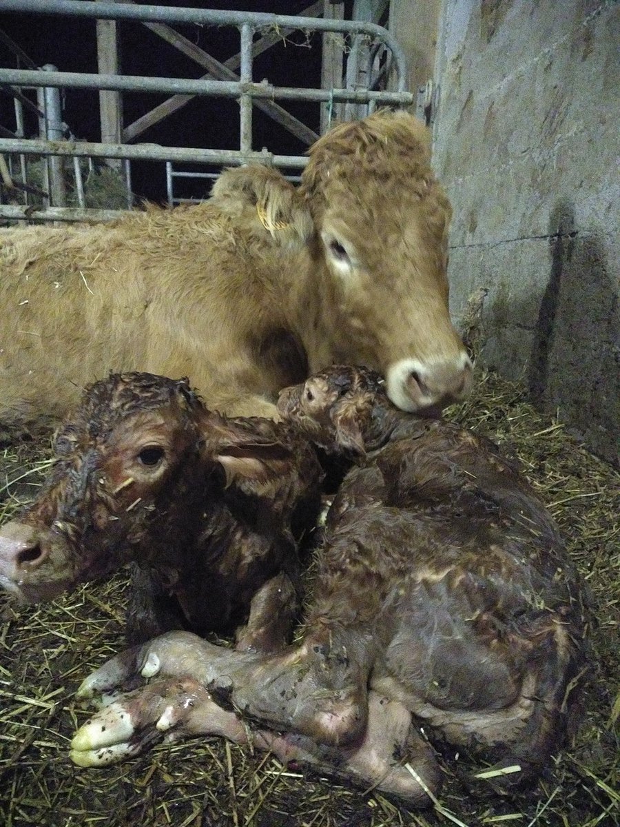 CLortholary's tweet photo. #LIVE 
PAILLETTE premier vêlage, avec un petit coup de main car nous étions deux : TARTIFLETTE et TARTUFFE 🐮🌠😁
Maintenant il va falloir remplumer maman pour qu'elle élève au mieux tout le monde 😘😘 https://t.co/Wh1kpopvnA