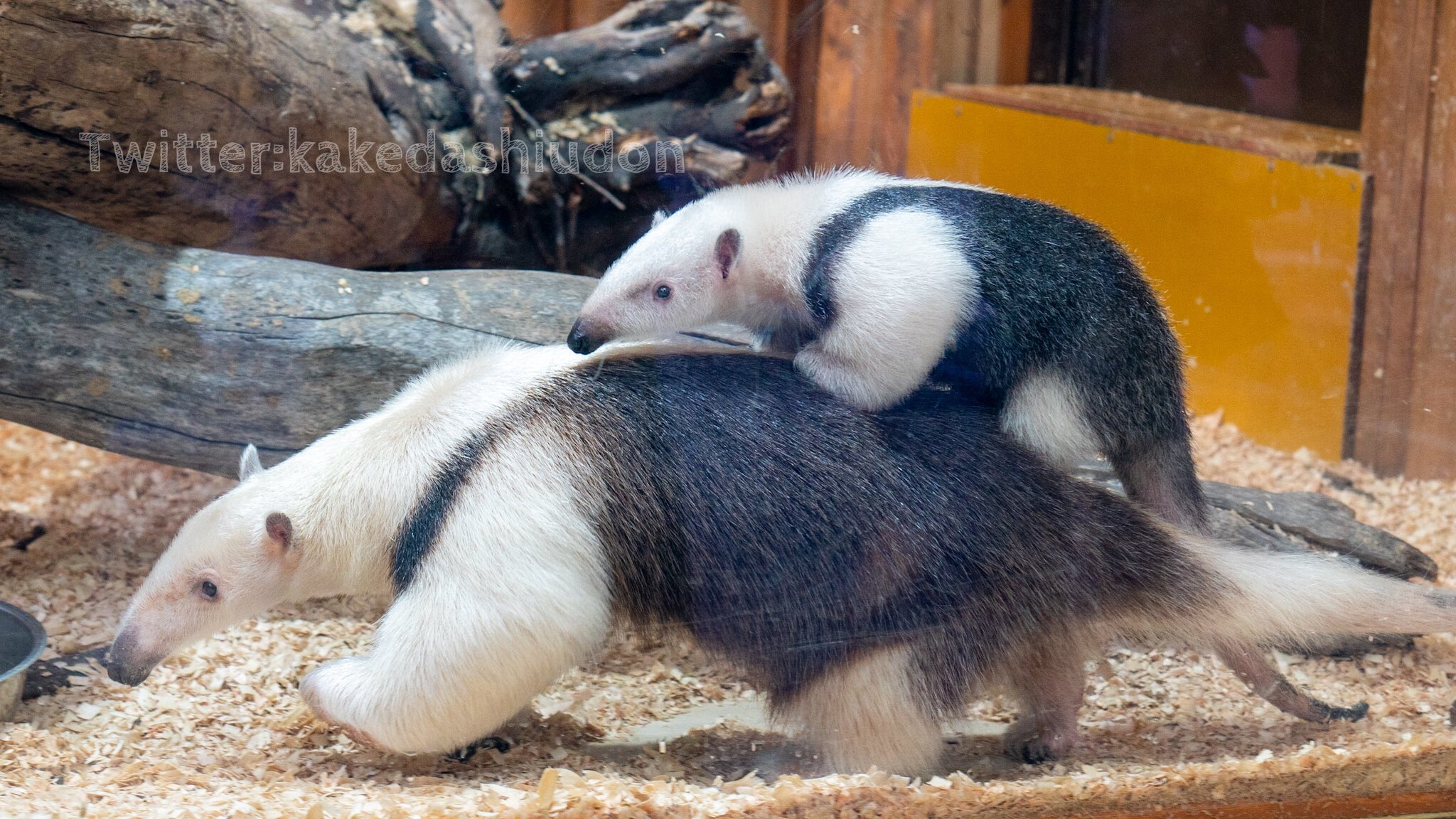 はなまるかけだしうどん ミナミコアリクイとかいう世界一かわいい生き物の世界一かわいい習性 2221 神戸どうぶつ王国 ミナミコアリクイ T Co Iyldth8tnh Twitter