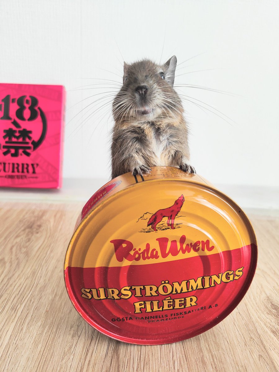 degu_potato's tweet image. 貰ったでち