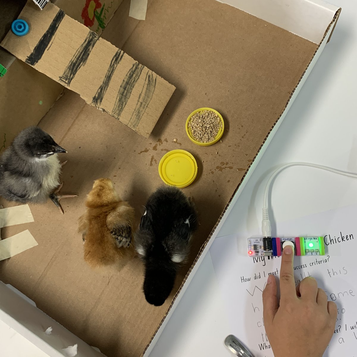 Loreto_LK's tweet photo. Year 1 students have been designing coops for the chicks visiting their classroom! Working with the criteria of food, water, air, space and shelter, the students added sensor-controlled electrical circuits to provide light, warmth, air or protection within the coop. https://t.co/wfaCssGM6y