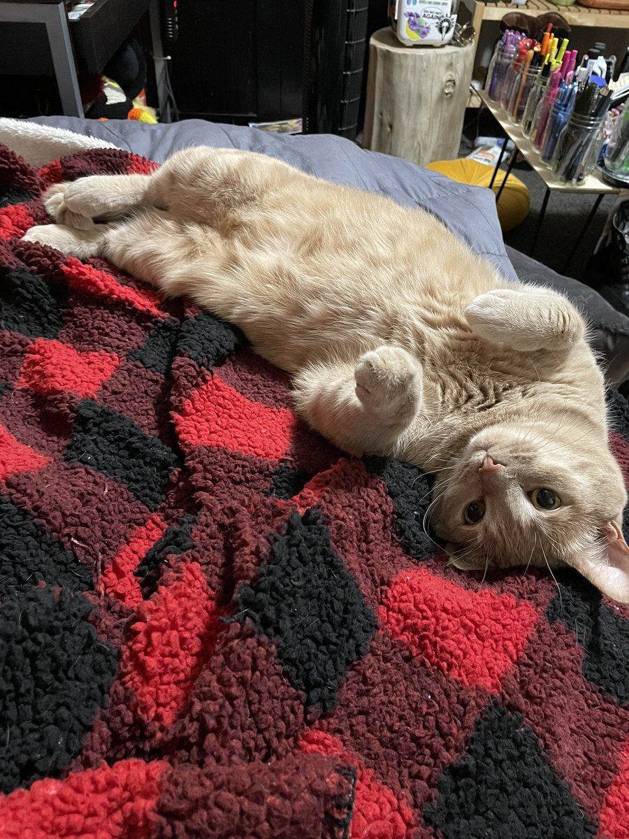 stretchhh
#cats #cat #CatsOfTwitter