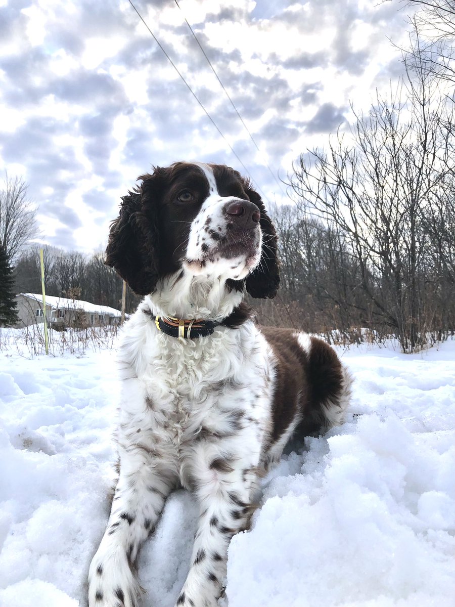 AllWiskonsin's tweet photo. Whiskey loves the outdoors, chasing after all the little varmints! Then loves to slurp down a nice cold #dogbrew or some fresh natural water; #BuschBarkBracket #Contest https://t.co/BvPFQWDxvI