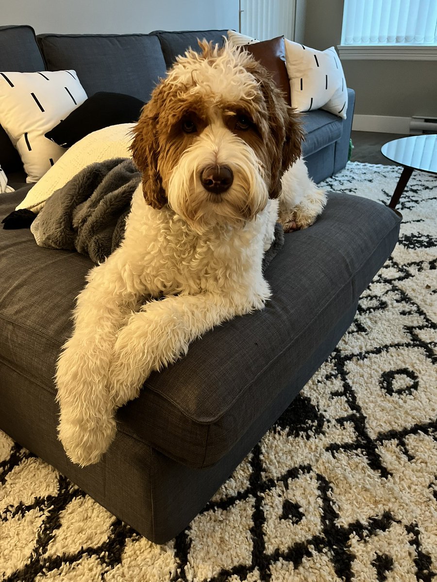 LukeMorling's tweet photo. @Tarnjitkparmar @CityNewsVAN Australian Labradoodle, the best!! https://t.co/ryUbz548Ei