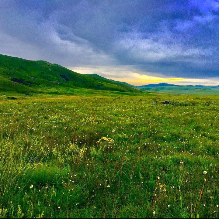 BIASHARACONNEC2's tweet photo. #VisitKitulo
#SerengetiOfFlowers
#VisitTanzania https://t.co/89Mllln6oN