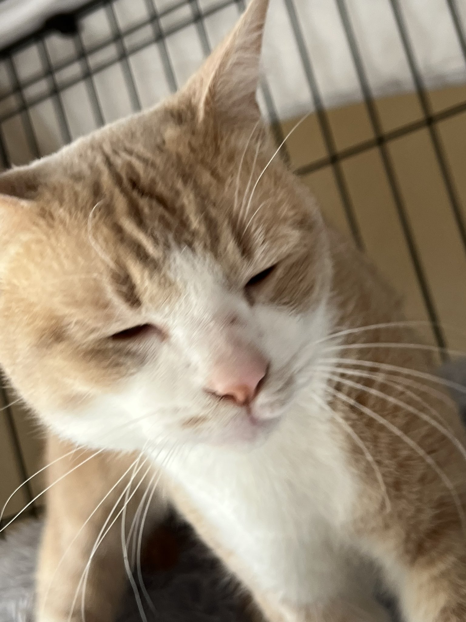 ミルクティー猫 Twitter Search Twitter