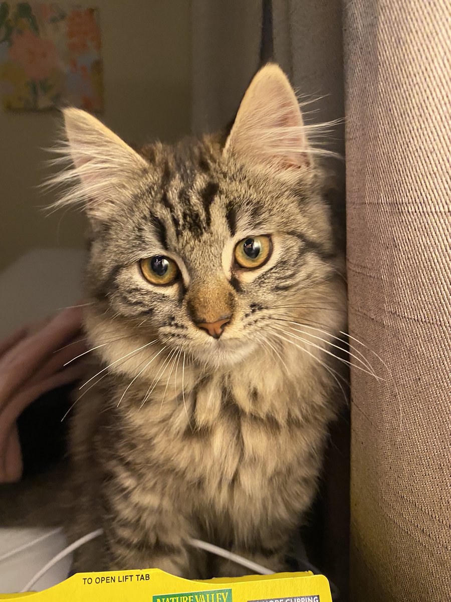 trashbryn's tweet photo. I am officially in my cat mom arc. Meet Elliott 🥰 https://t.co/rYPRJIJ0ZK