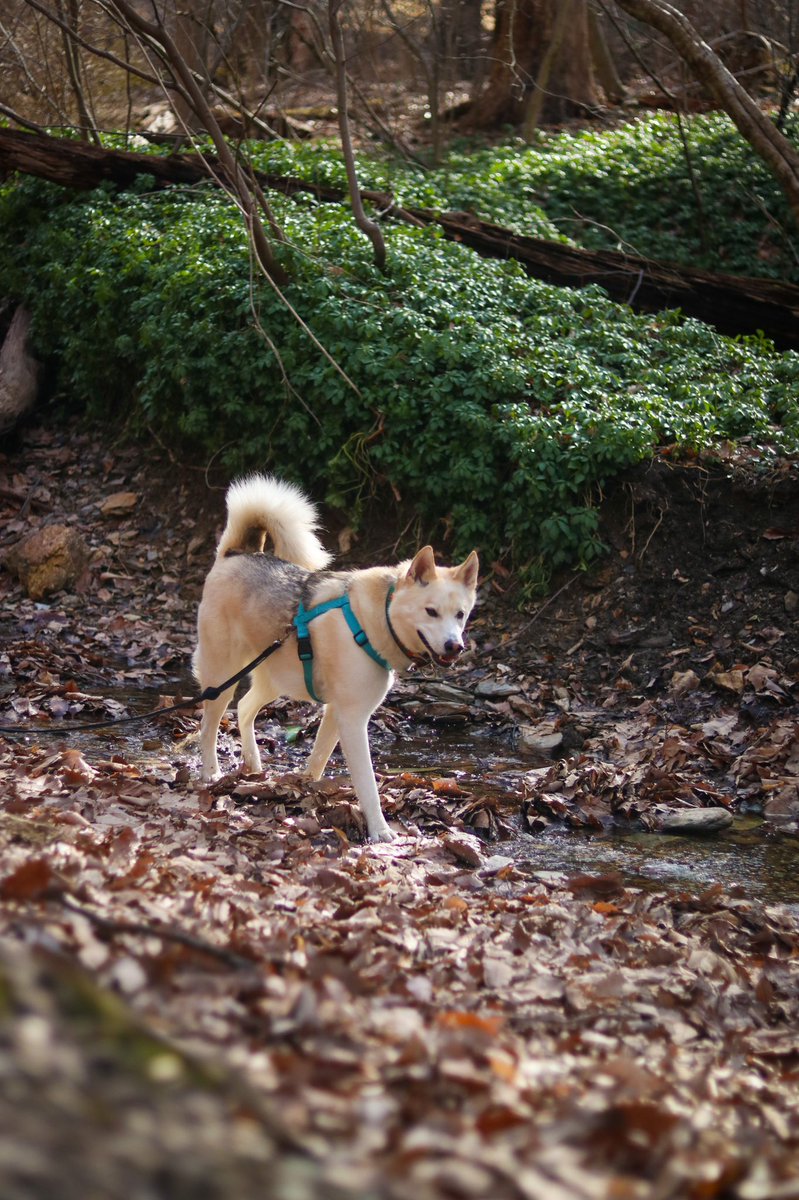 spring is coming! #dogsoftwitter #dogs #dogtwittercommunity #dogtwitter