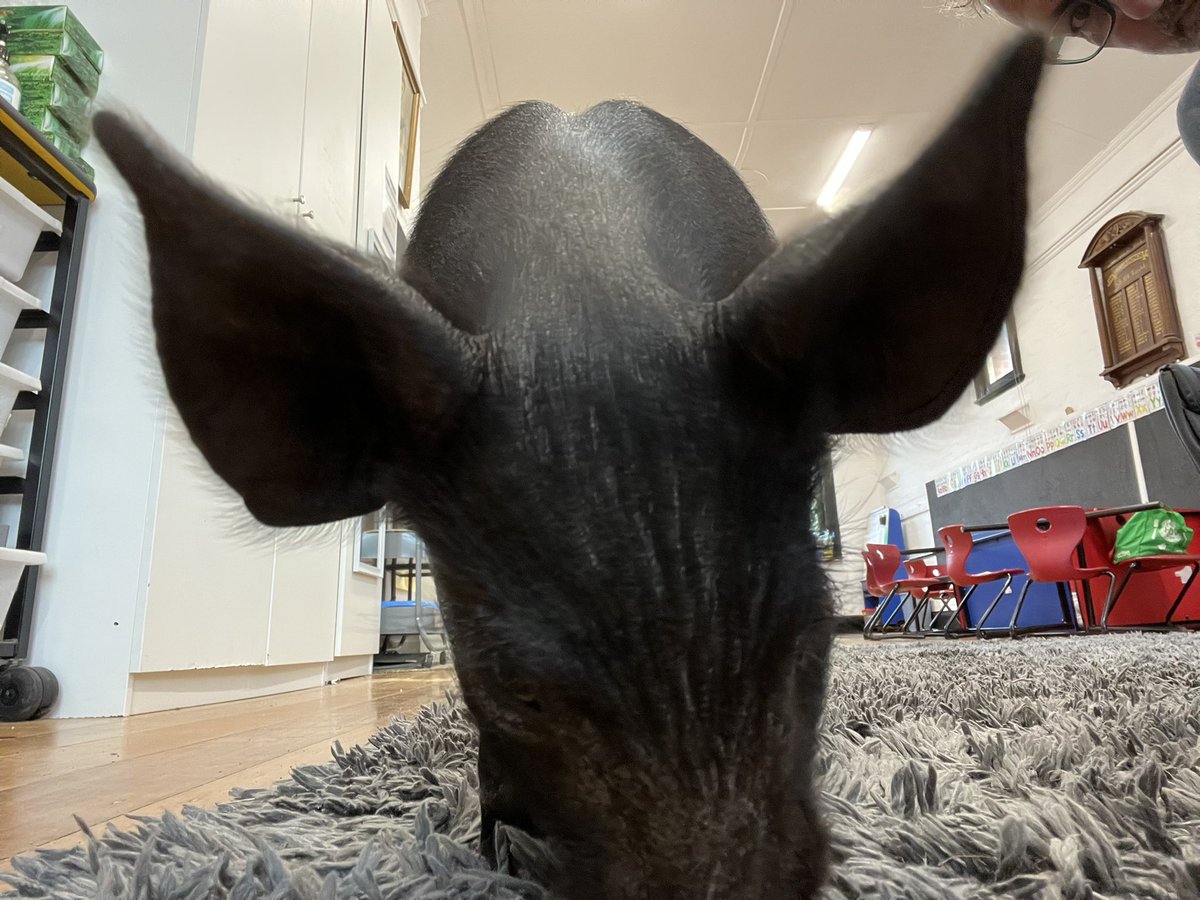 Taradale Primary Sch tweet media