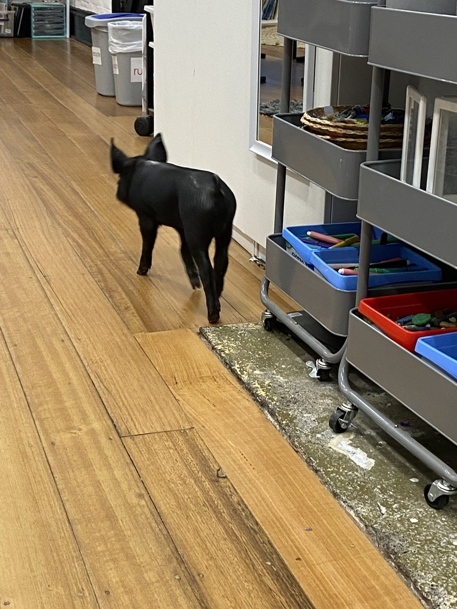 Taradale Primary Sch tweet media