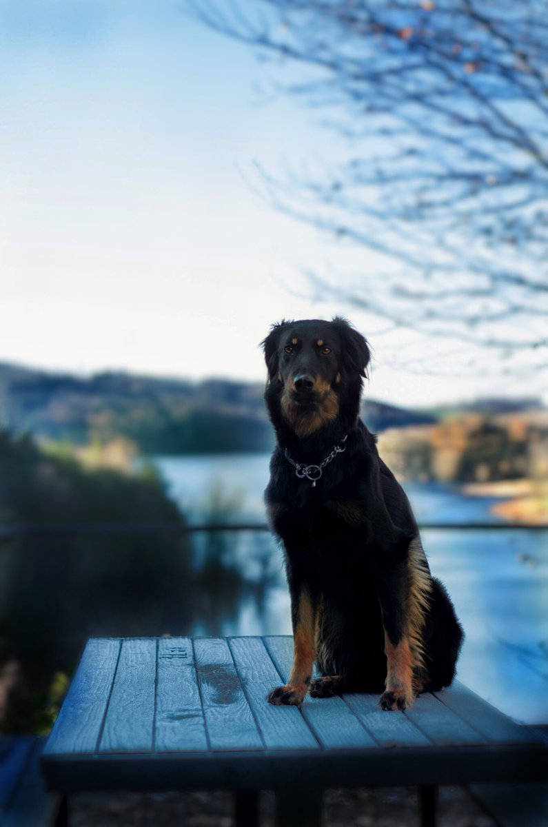 Hi there,where is da sun?☀️ #dogsoftwitter #dogcommunity #hovawart