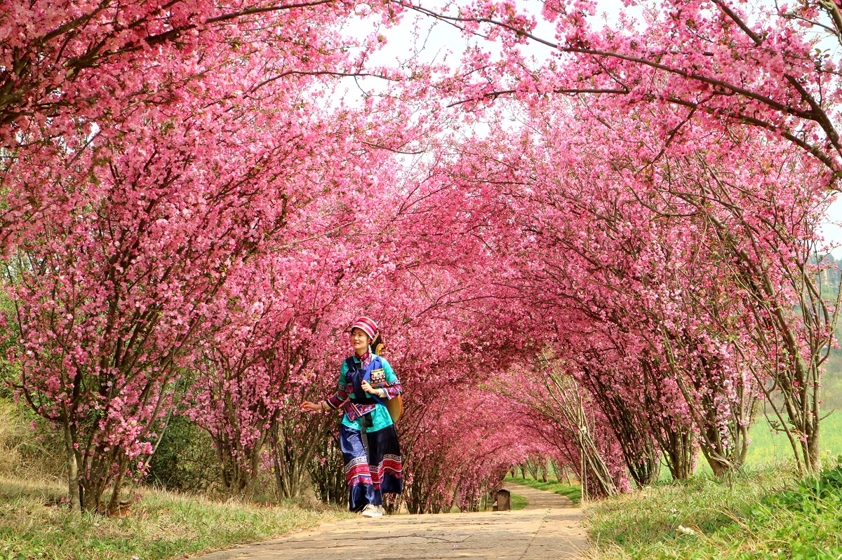 BoundforChina's tweet photo. Bewitching spring colors appear in the #StoneForest of Yunnan province! 🤩🤩Golden rapeseed flowers and pink crabapple flowers are in full bloom. 🌺Do you love spring flowers? Come on down to the Stone Forest.🤗 https://t.co/wAmSxx96sY