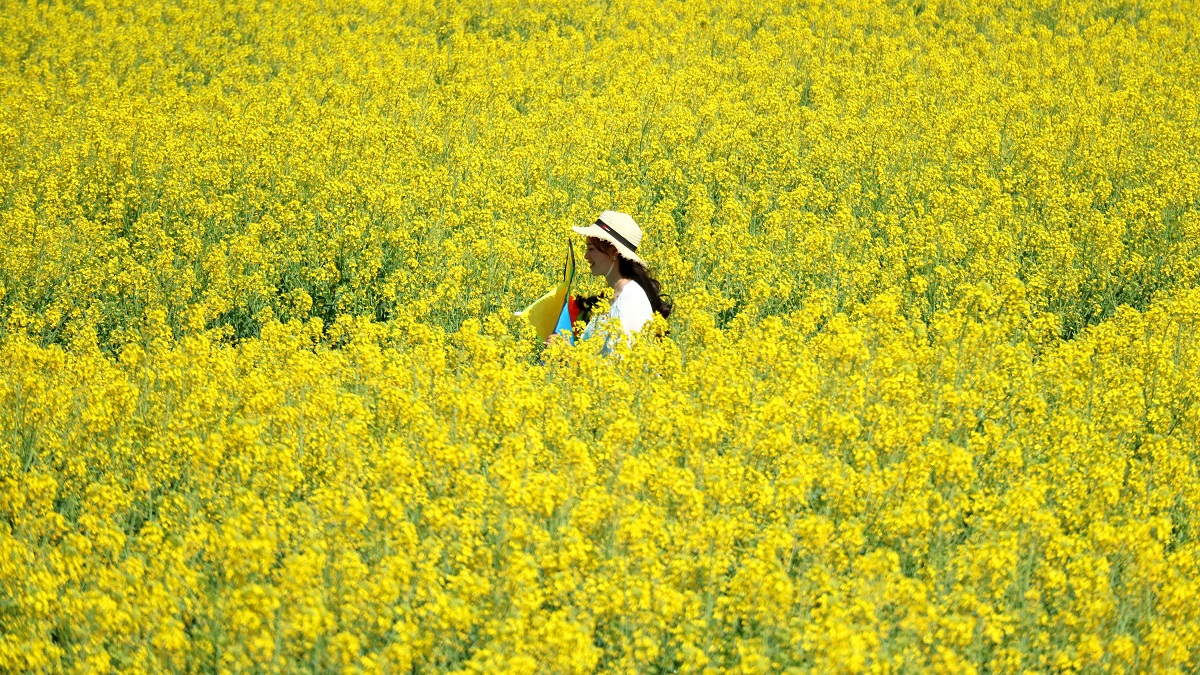 BoundforChina's tweet photo. Bewitching spring colors appear in the #StoneForest of Yunnan province! 🤩🤩Golden rapeseed flowers and pink crabapple flowers are in full bloom. 🌺Do you love spring flowers? Come on down to the Stone Forest.🤗 https://t.co/wAmSxx96sY