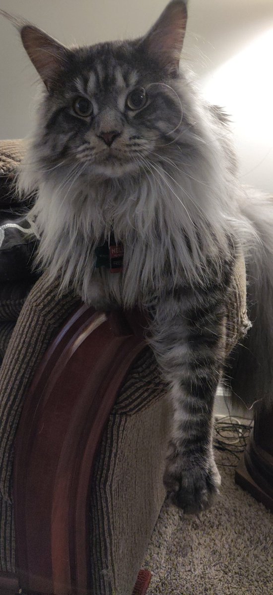 jennylynnconrad's tweet photo. Just hangin' 💜💜💜 #mainecoon #cats #CatsofTwittter #CatsOnTwitter #toebeantuesday https://t.co/0v4kc2bwJI
