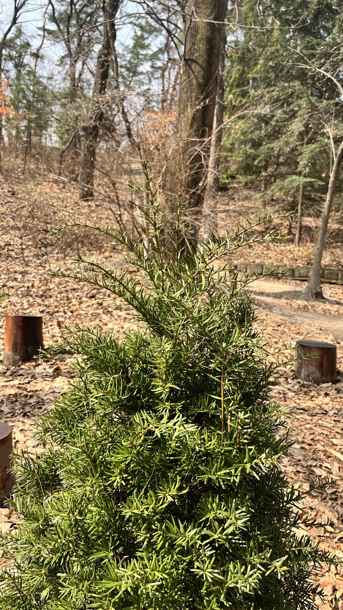 🌲데나무 근황
 (22. 3. 16)

겨울이 지나고
제법 많이 자랐습니다~

#데나무
#mydaytree